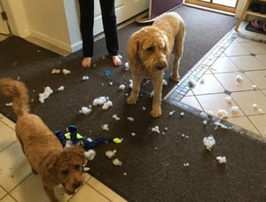 my dogs love to pull the batting out of a stuffed animal. 